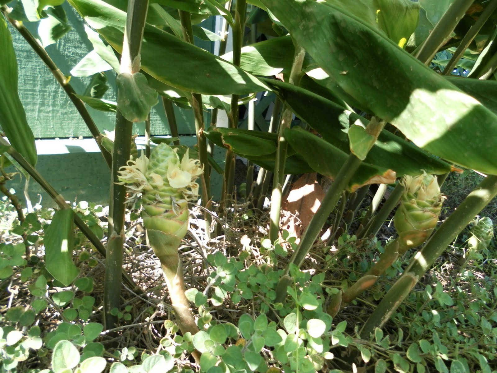 Saturdays with Maggy `Awapuhi Kuahiwi shampoo ginger