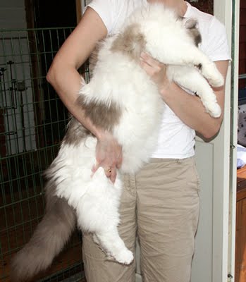 Ragdoll Cat Breed Pets Cute And Docile