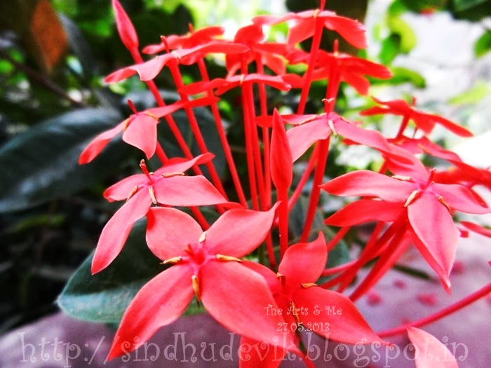 This is a wild Ixora variety commonly called as Kepula in Dakshina Kannada, Karnataka, India.