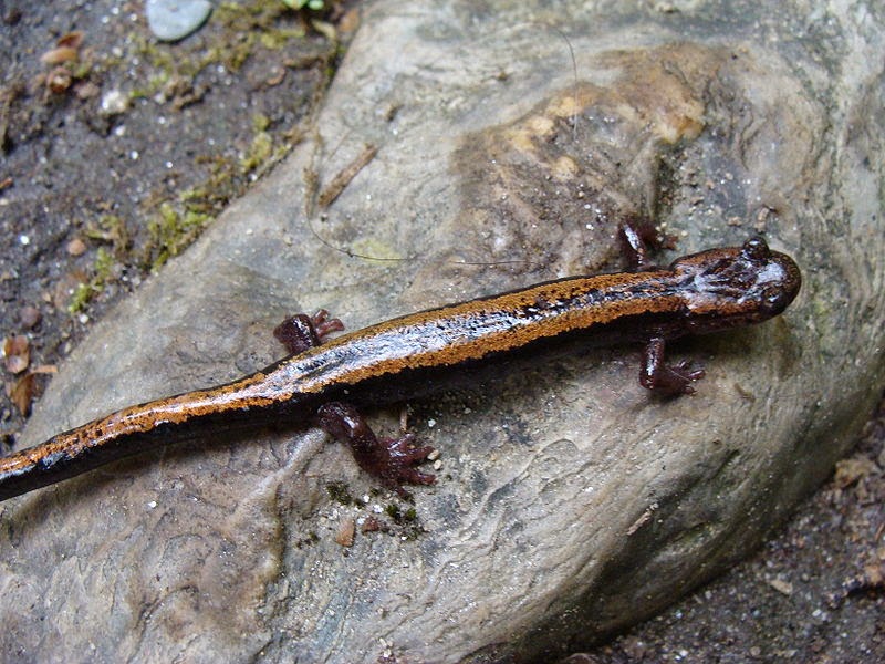 Características, alimentação, reprodução e distribuição da Salamandra lusitânica (Chioglossa lusitanica).