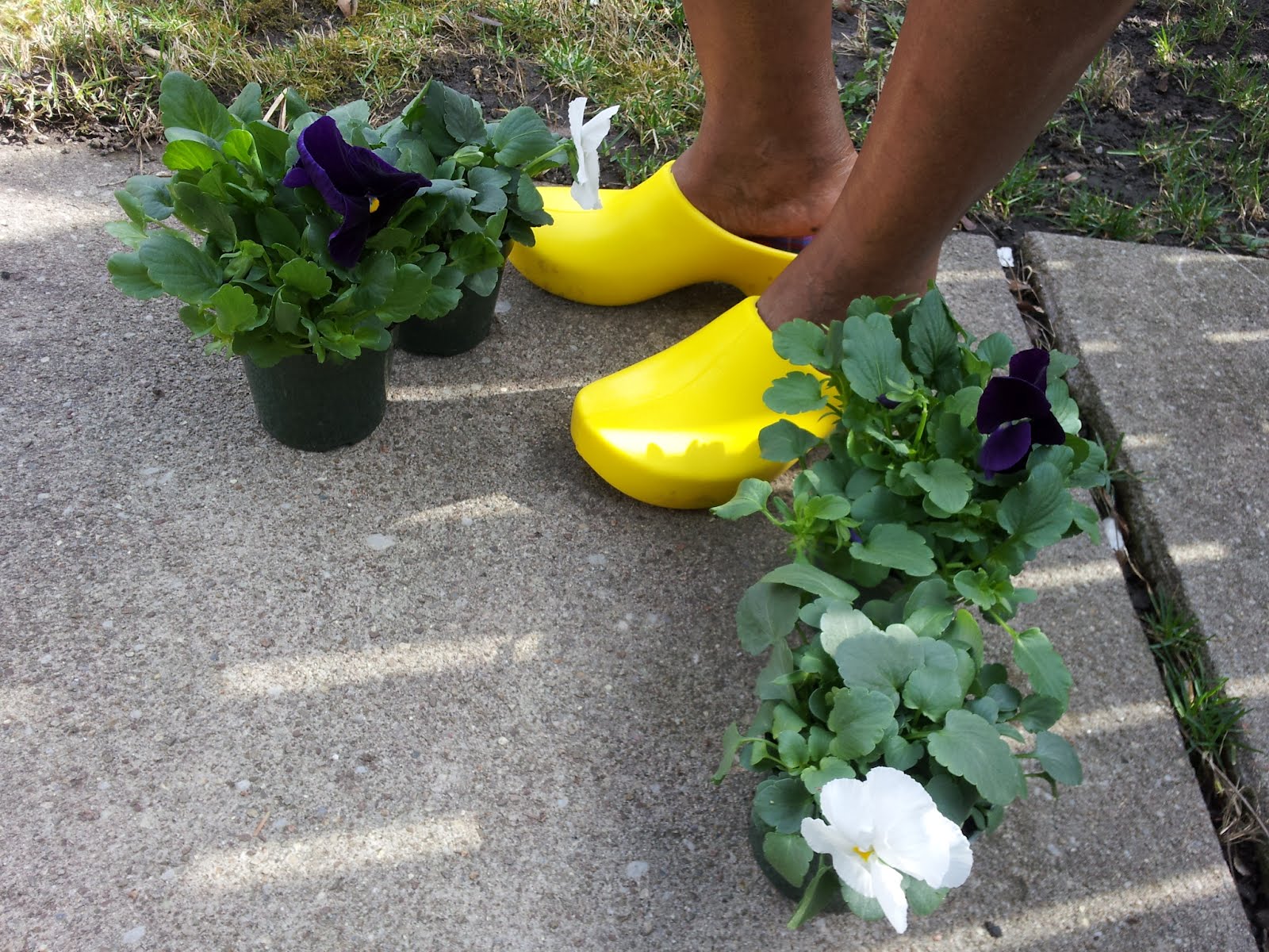 jolly's garden clogs