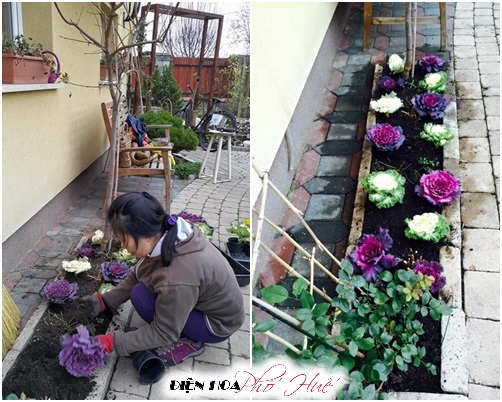 [Image: Vuon-hoa-bap-cai-dep-chang-kem-hoa-hong-...Viet-4.jpg]