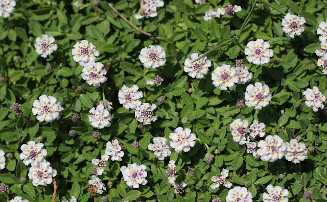 Phyla Canescens Flowers Pictures