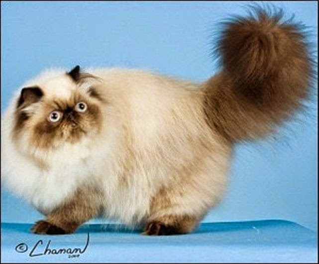 Galeri Dunia Binatang Kucing Himalaya