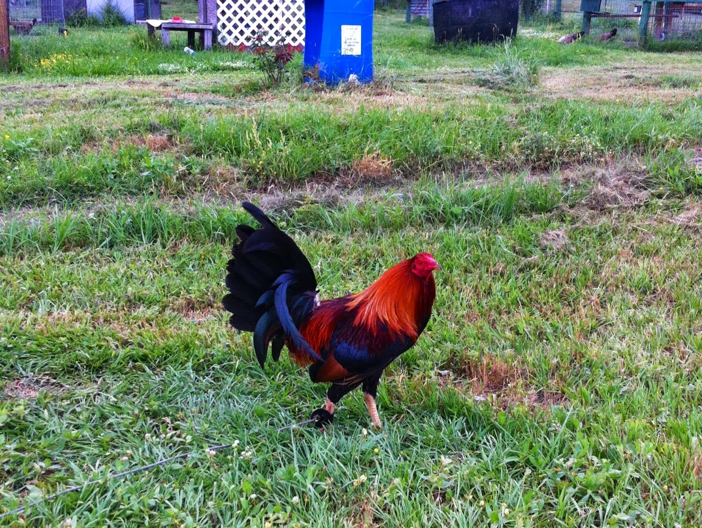 1010 gamefarm About the 1010 hatch