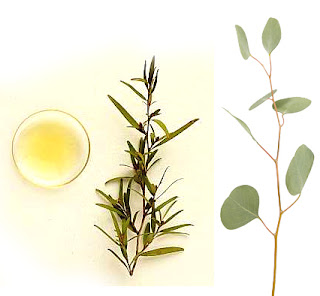Elmore Oil Uses of Elmore Oil