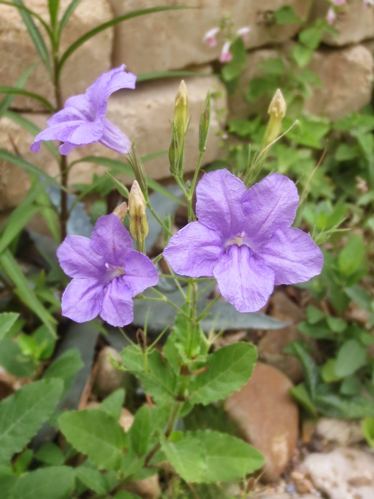 Tropical Texana INSULTED BY A COMMON FLOWER