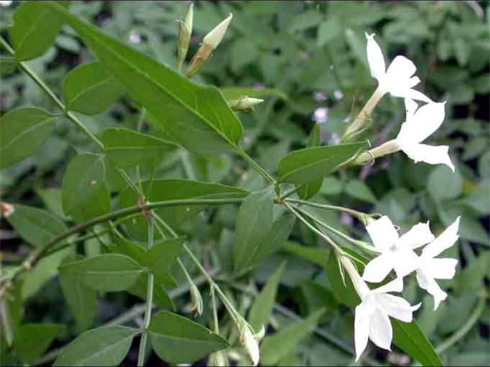 Spreebird wildlife Jasmine The National flower of Pakistan
