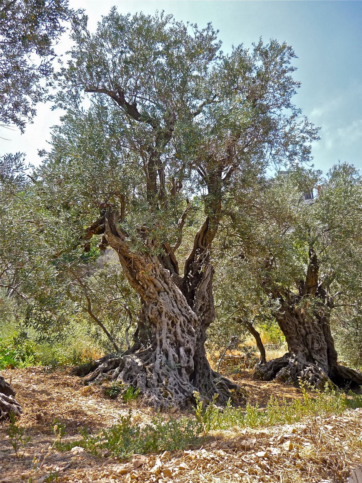 AlBAB The Ancient Olive Trees of Bechealeh