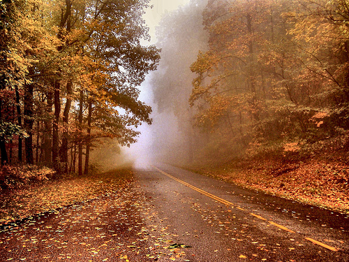 Autumn Mist2