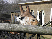 Giraffe - ZSL London Zoo