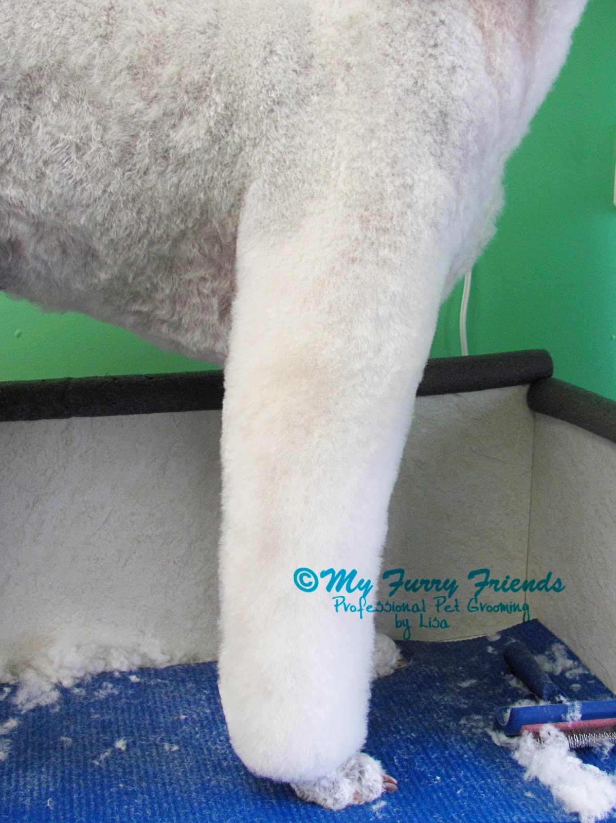 Pet Grooming The Good, The Bad, & The Furry Lamb Cut