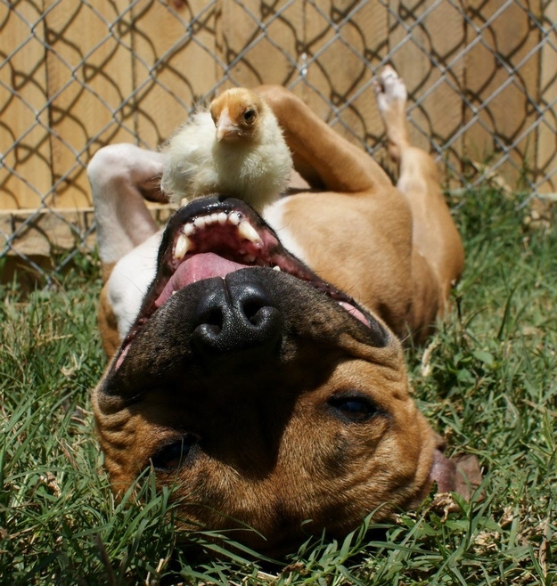 amazing creatures boom the pit bull hanging out with chick and bunnies 7 pics
