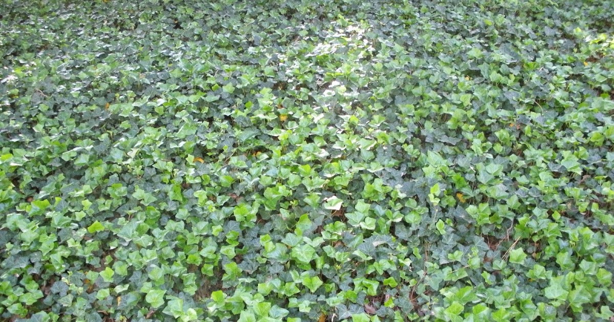 Memphis Trees: A few ground covers and some other non-trees