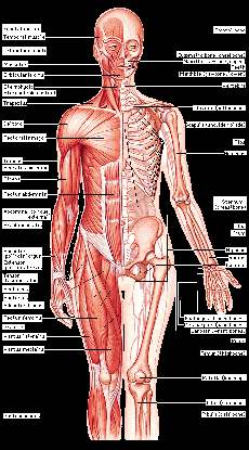 SKELETAL AND MUSCULAR SYSTEM