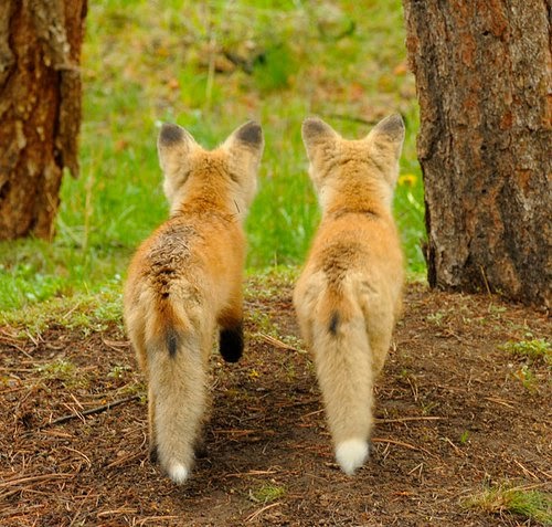 je ne sais quoi: two foxes
