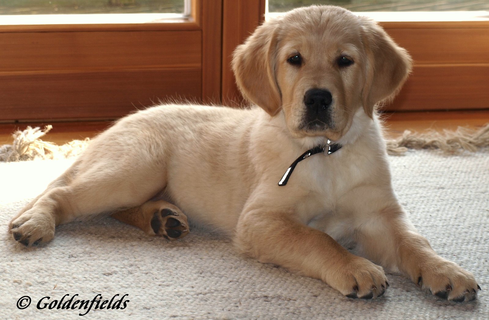 Golden Fields Golden Retriever Welpen Familienzucht Golden Retriever Goldwelpen H Wurf 6