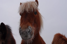 Najgran/Knubben