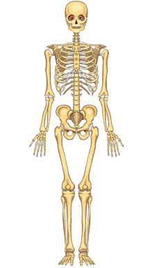 Quantos ossos há no corpo humano?