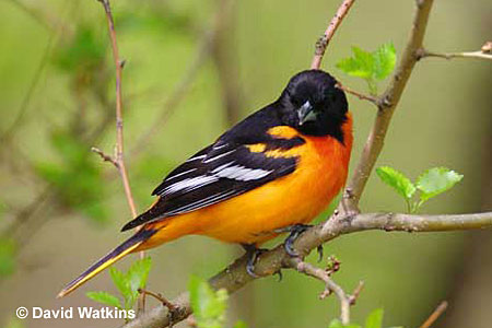 Baltimore Oriole