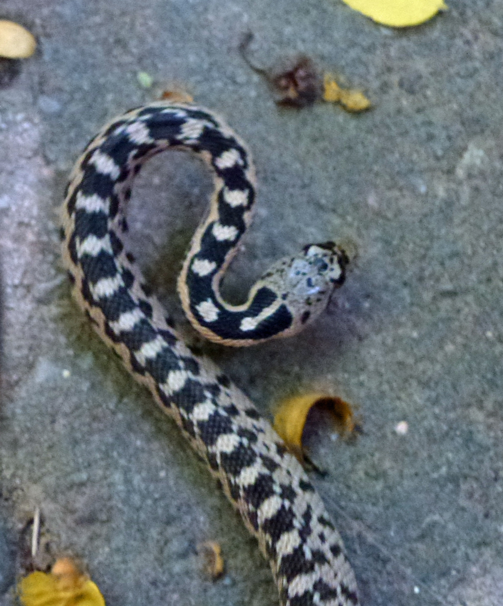 Our Life in Montana Oh fall...