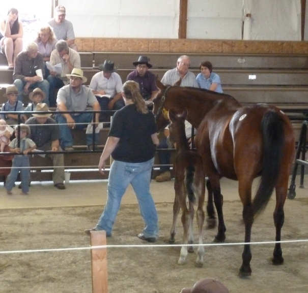 The Horsemeister Blog Arthur Auction