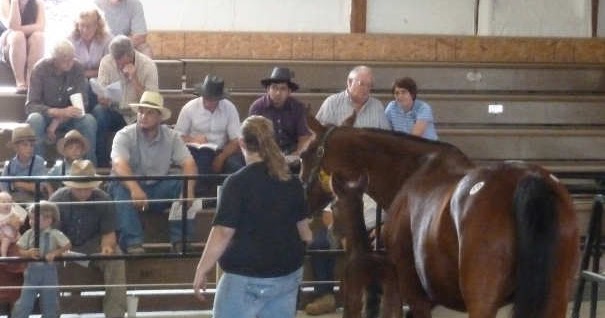 The Horsemeister Blog Arthur Auction