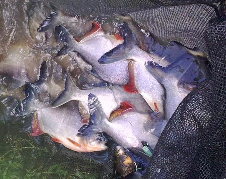 Teknik Budidaya Ikan Bawal dan Cara Pembesaran Ikan Bawal