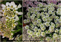 Iberis sempervirens