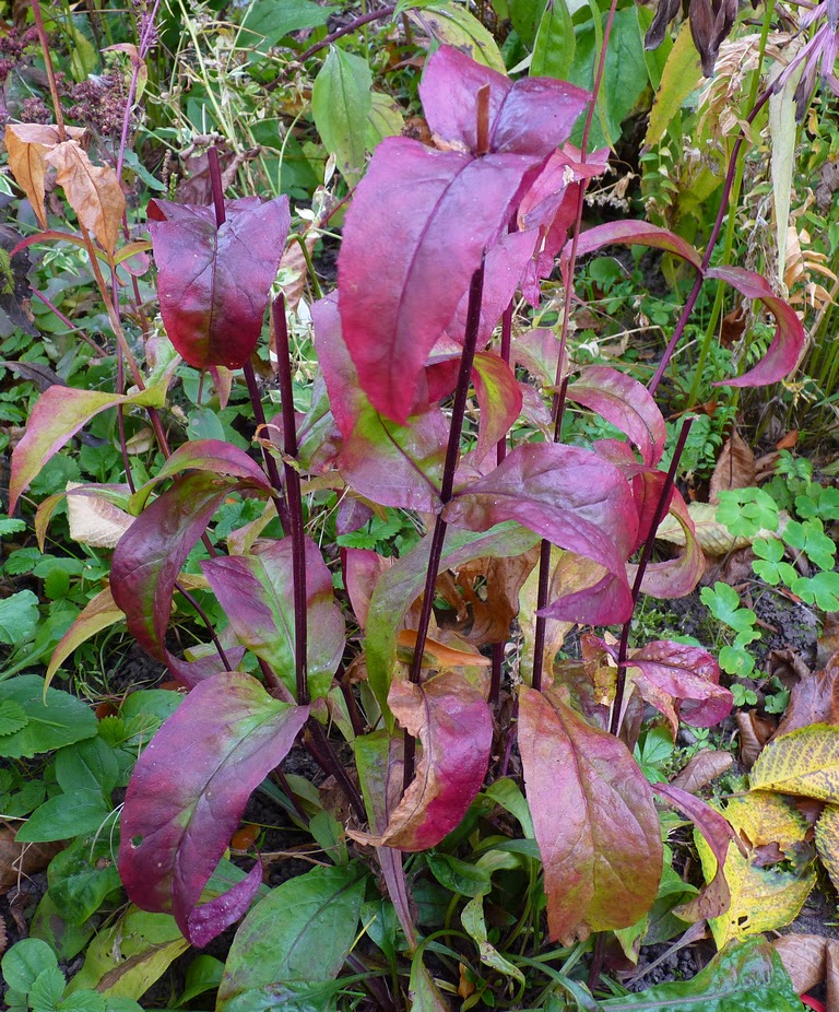 Høneballehaven: januar 2014