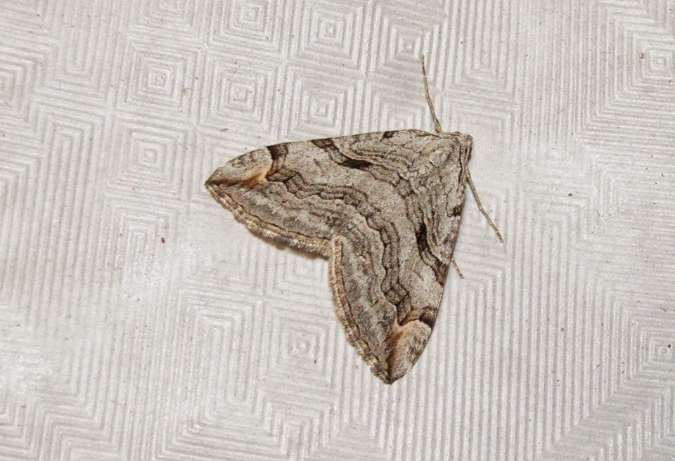 LEPIDOPTERA by Ed 1 Aplocera efformata