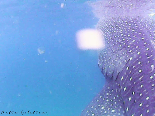 whale shark watching Oslob Cebu