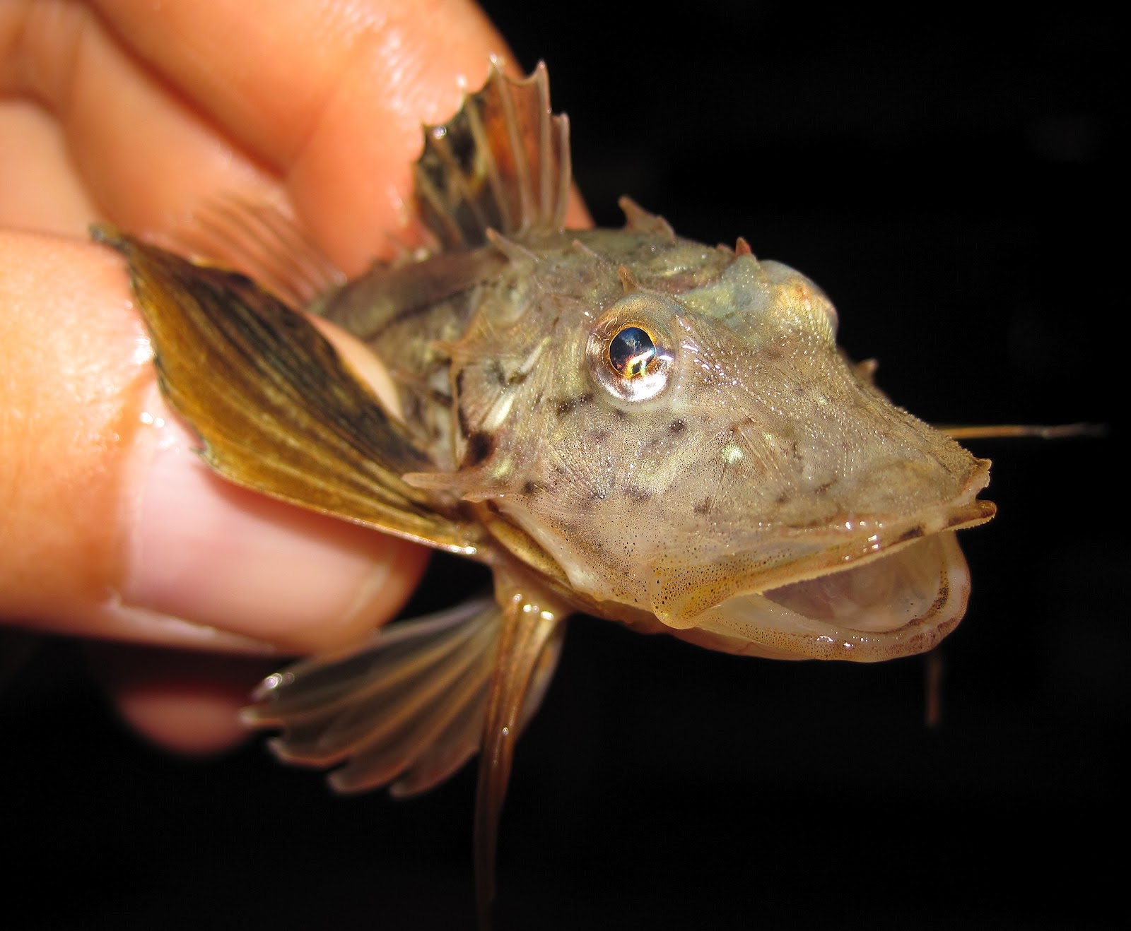 Nature on the Edge of New York City Little Sea Robins Grunting in