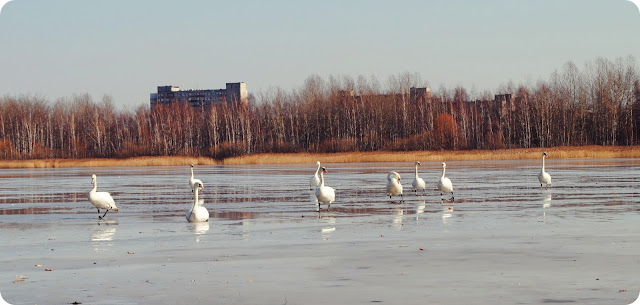 DSC_1453.JPG