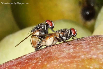 House Flies Mating