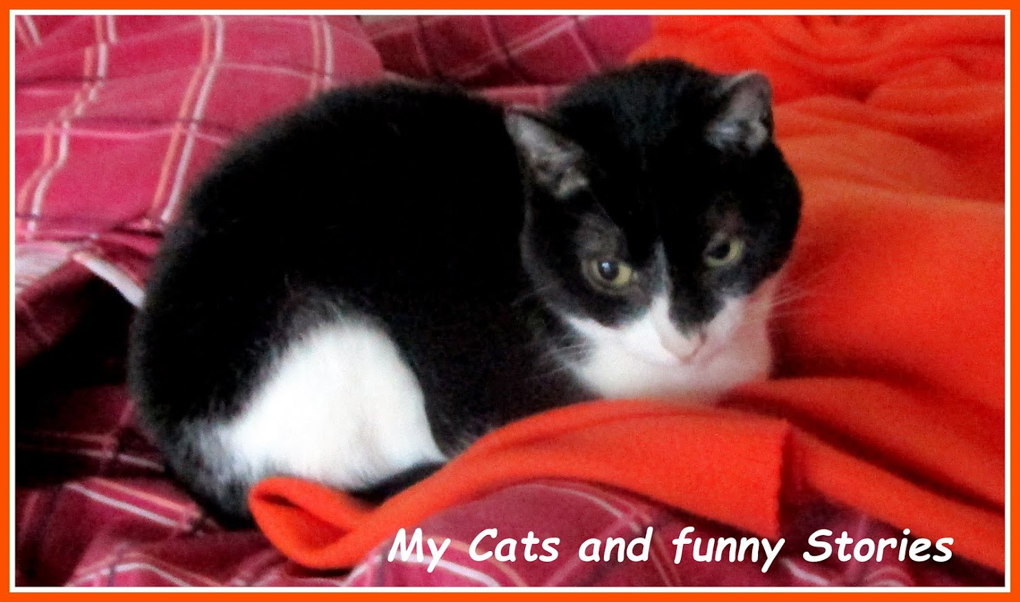 MY CATS AND FUNNY STORIES