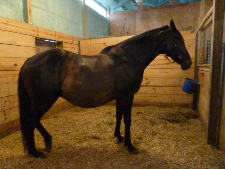 The Horsemeister Blog Arthur Auction