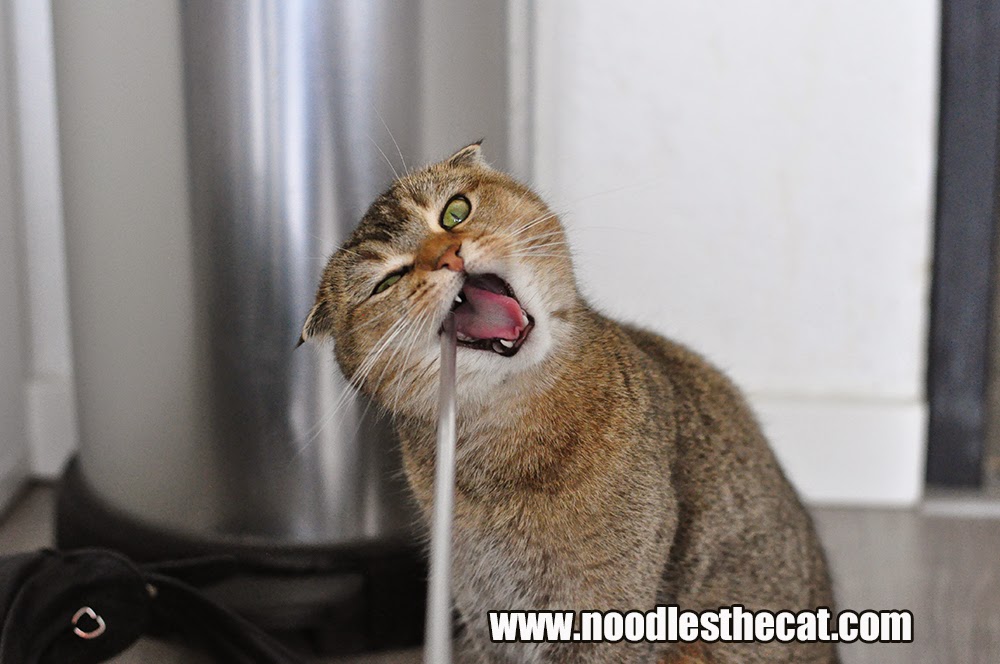 I IZ NOODLES THE CAT August 2014