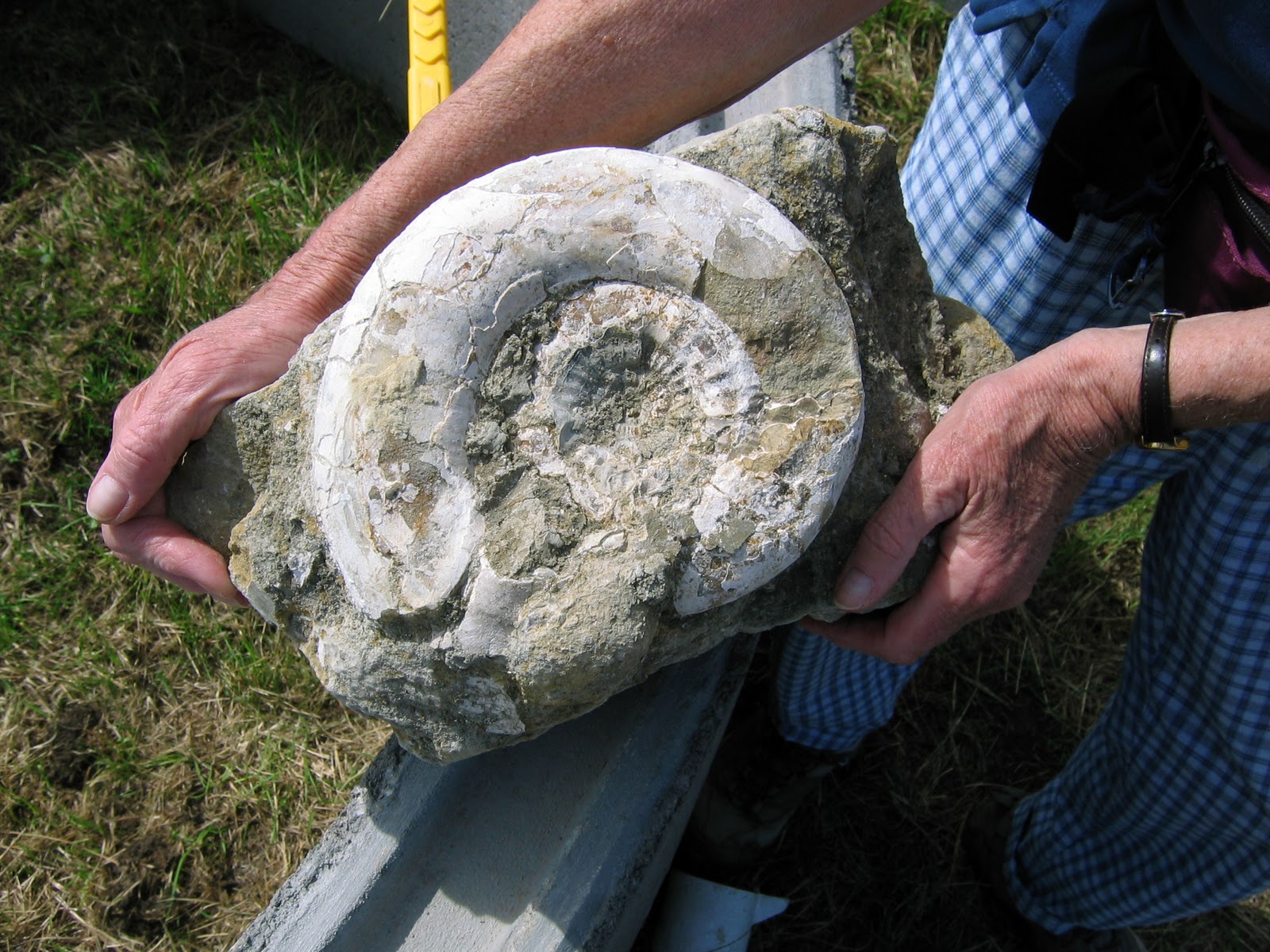 Geology in the West Country Fossils from Wootton Bassett