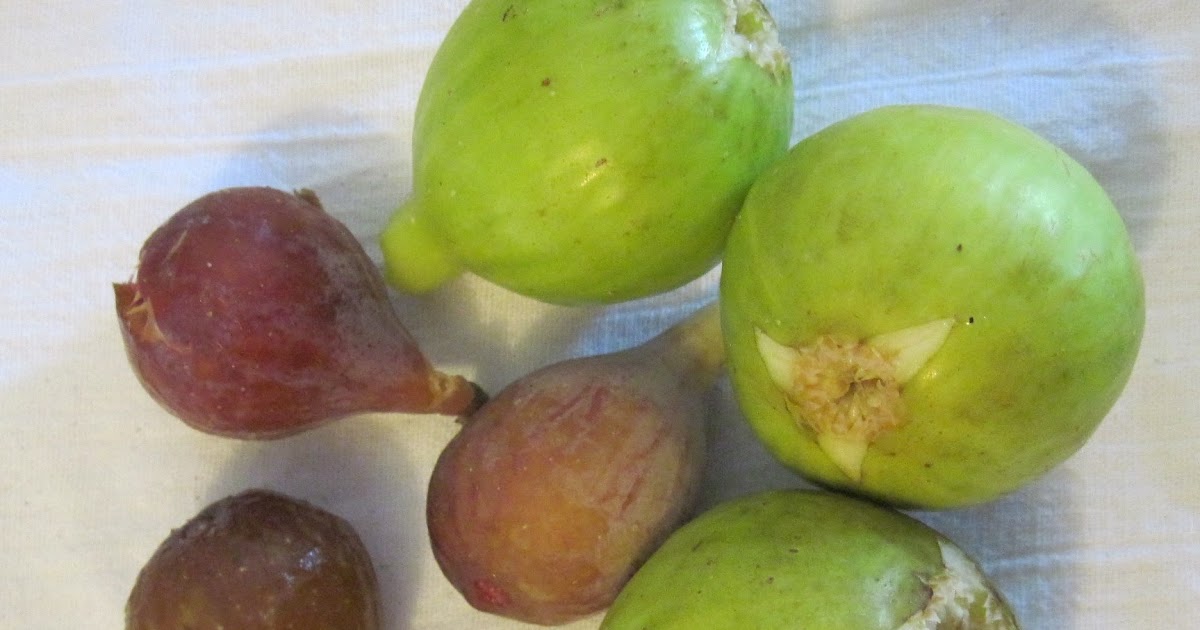 Central Virginia Organic Gardener Green Figs