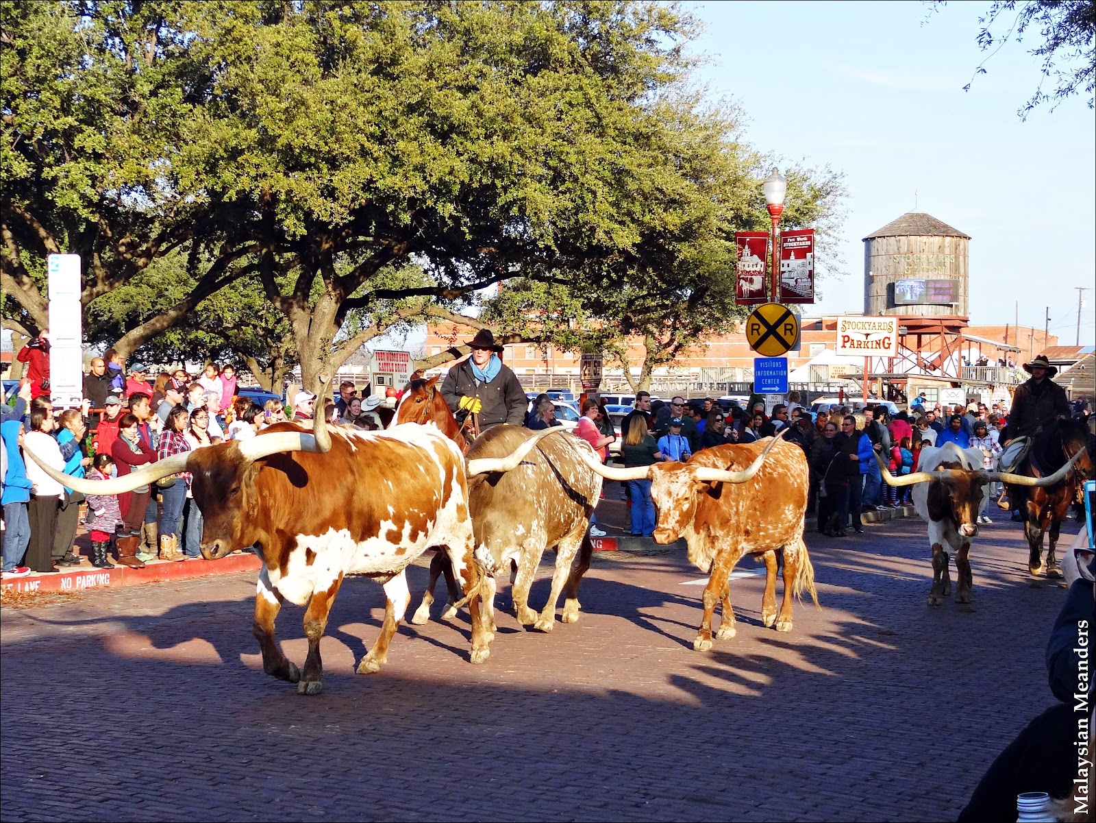 Malaysian Meanders Cattle Drive at the Fort Worth Stockyards