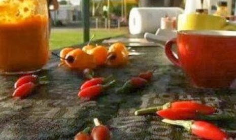 Makan Cabe Paling Pedas di Dunia