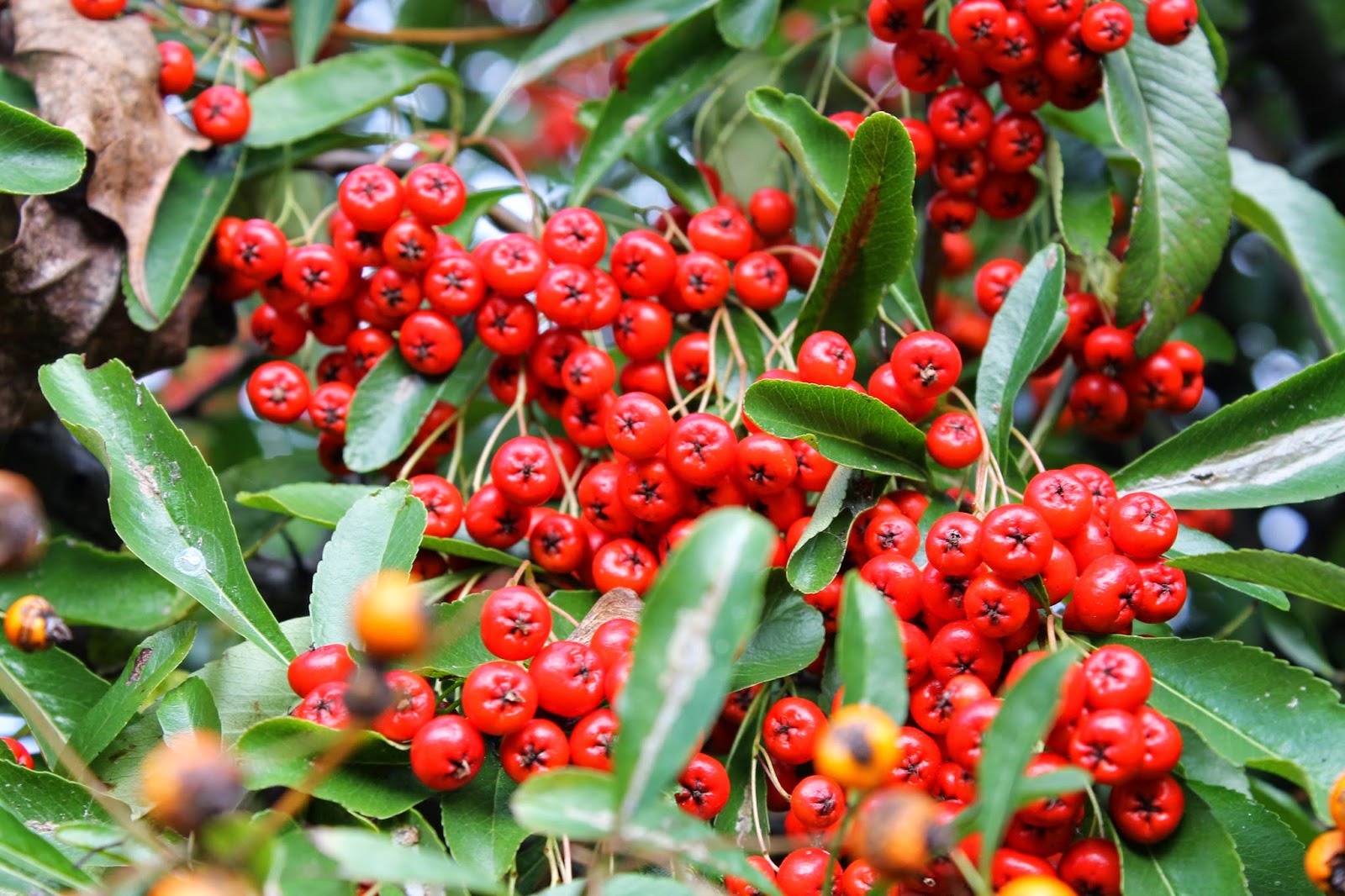 JibberJabberUK Winter berries