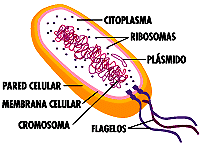 Células