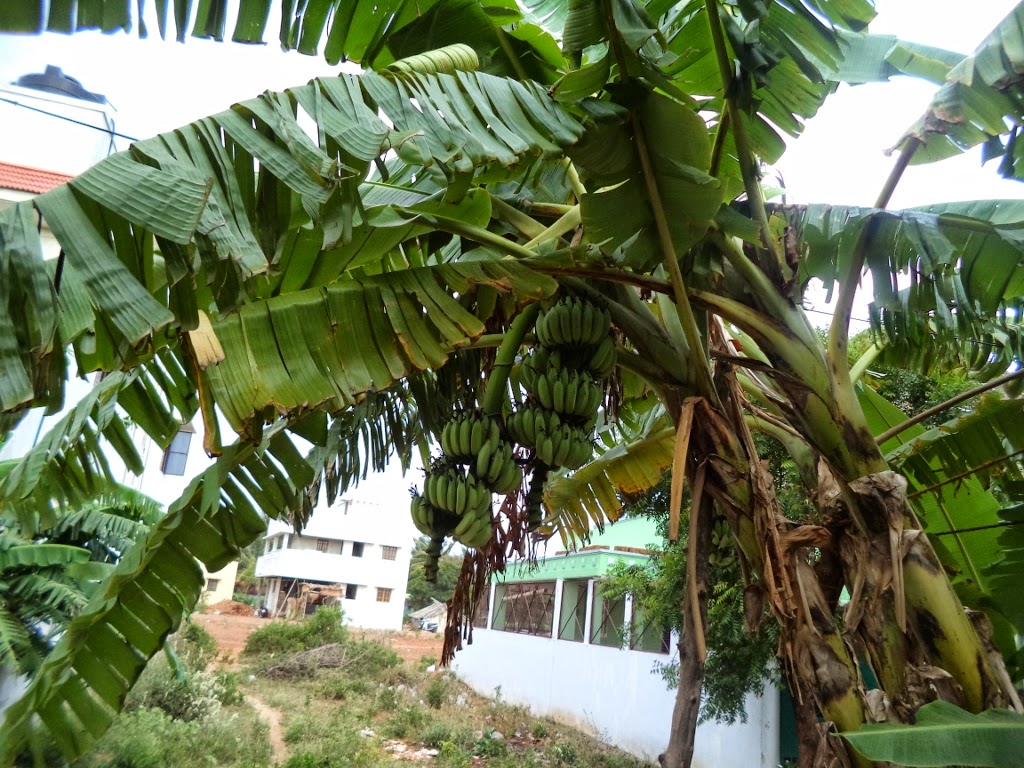 Torn banana leaves, twin bananas, banana bunches, banana plant, Torn banana leaves, twin bananas, banana bunches, banana plant,