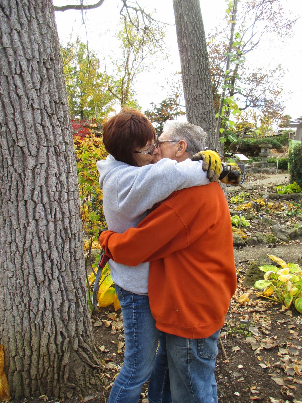 Garden Of Aaron Help Wanted Best Quick Privacy Screening Shrubs