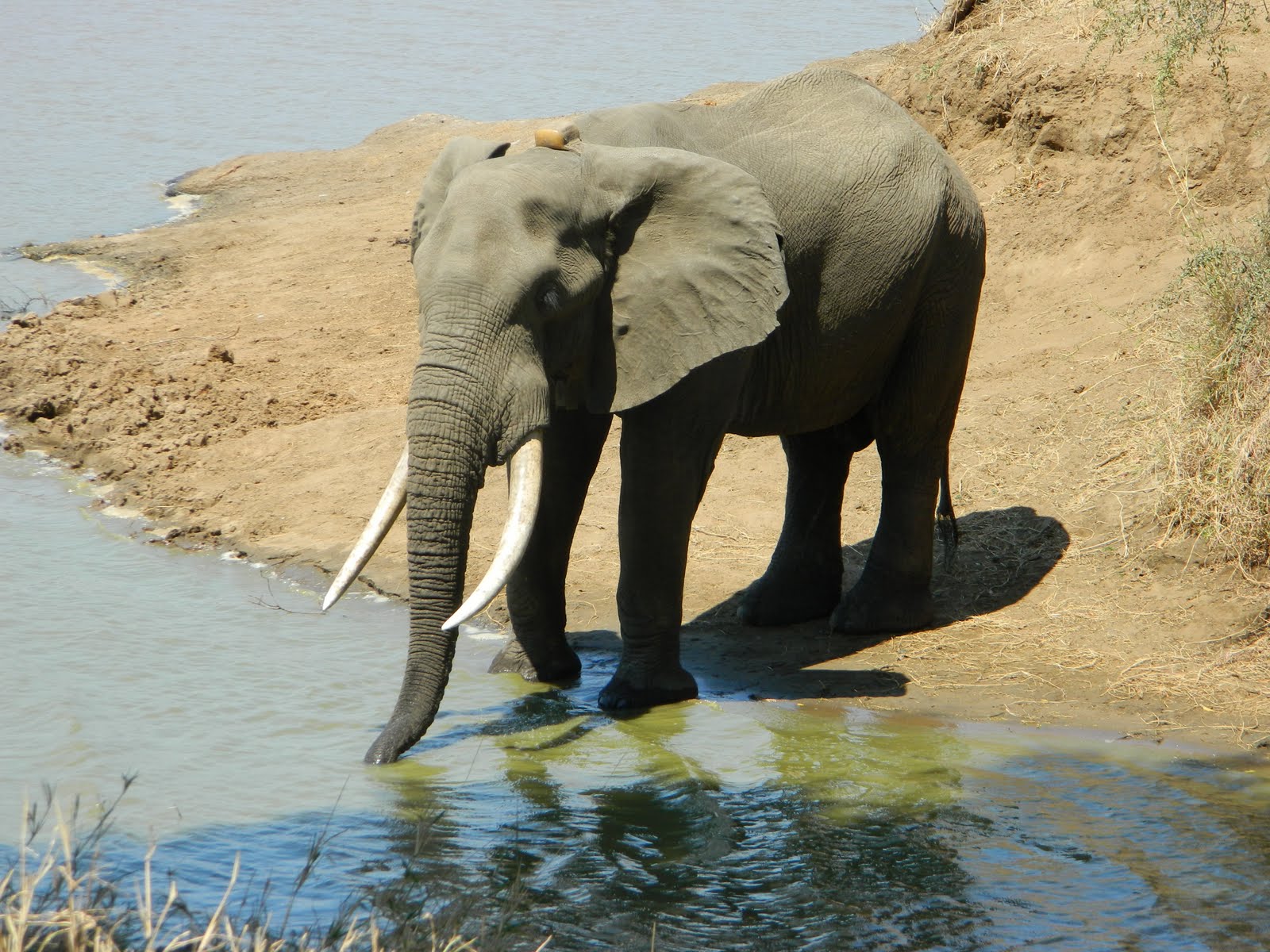 Watching the Sun Bake: An Enormity of Elephants