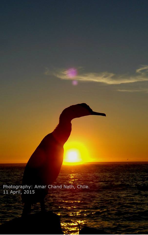 Pelican and Sunset in Pacific