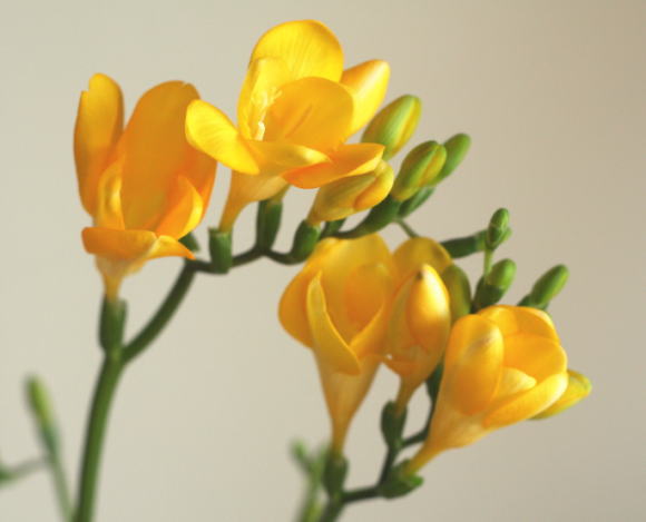 自分が使った花材事典 フリージア 黄 新 花の情報局のblog 自分が使った花材事典 フリージア 黄 新 花の情報局のblog
