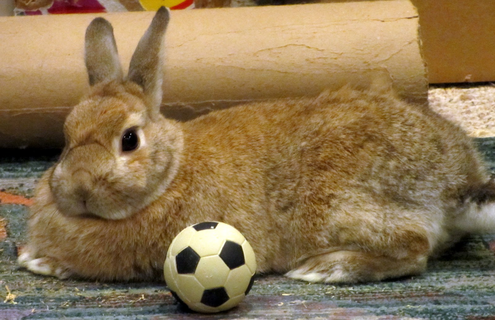 soccer bunny